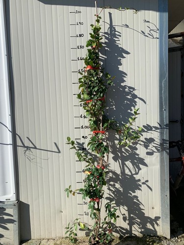 Piante rincosperma - 10, di