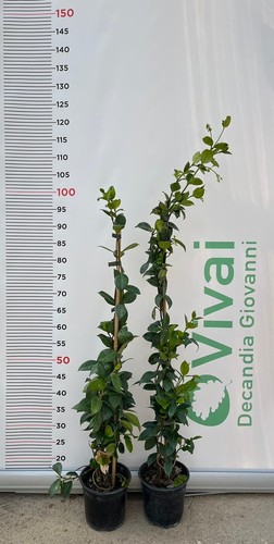 Pianta di rincospermum - pianta,